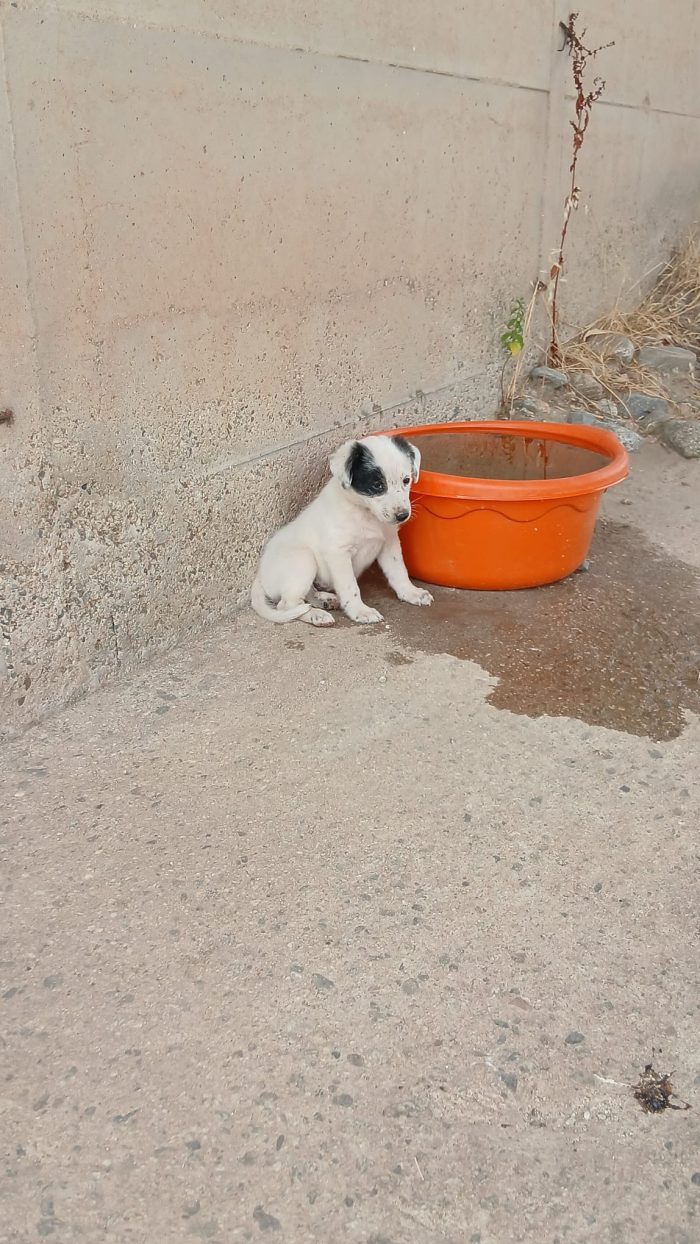 Mimi una bambolina di cucciola - media 5