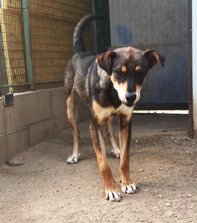 Acero cagnolotto mix Rott