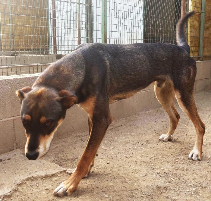 Acero cagnolotto mix Rott