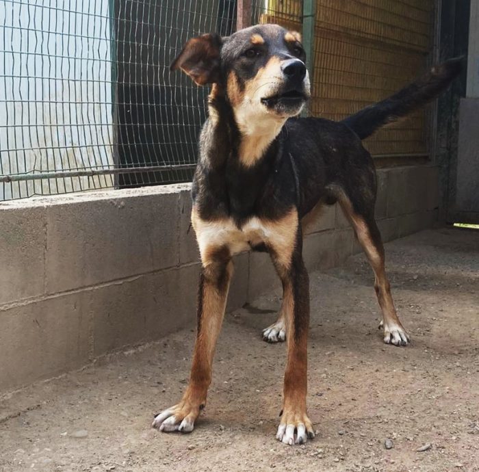 Acero cagnolotto mix Rott