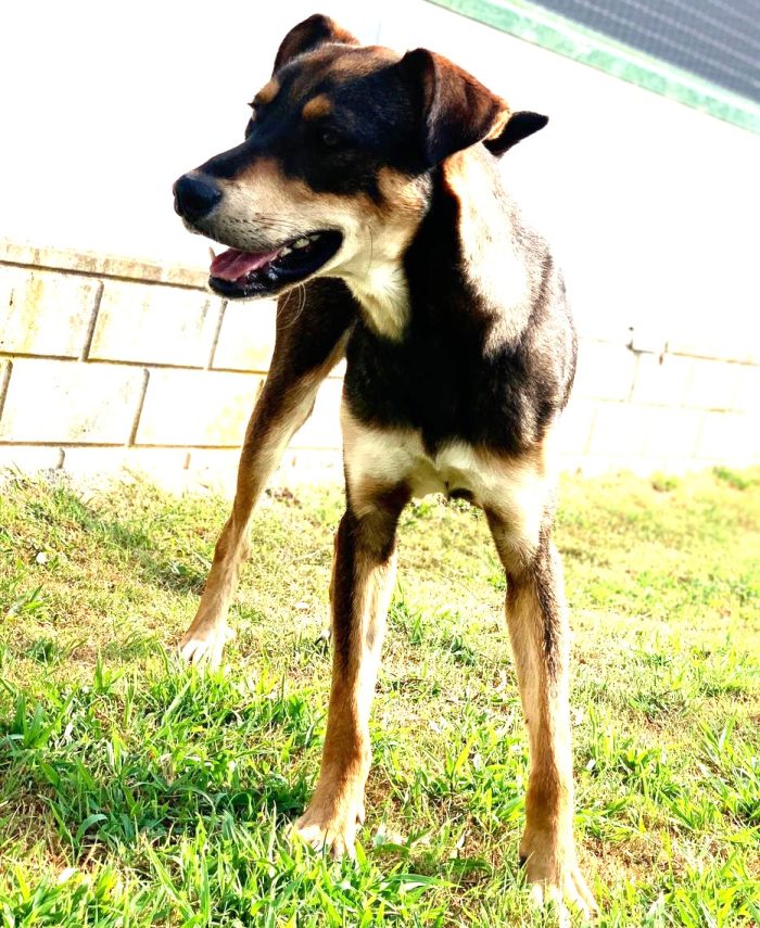 Acero cagnolotto mix Rott - media 6