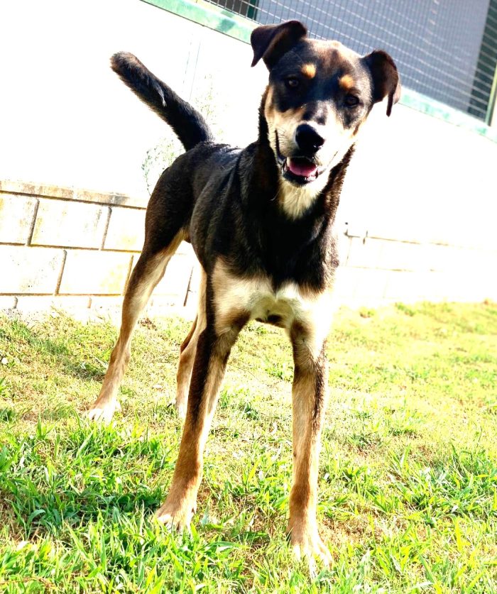 Acero cagnolotto mix Rott - media 5