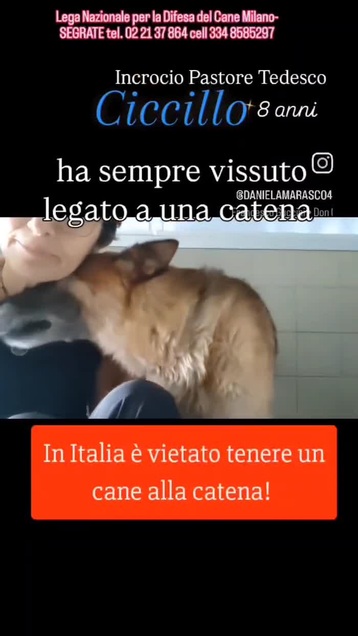 CICCILLO CERCA FAMIGLIA DA AMARE - media 8