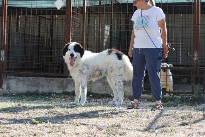 Giulio Cesare gigante buono in adozione. - media 4