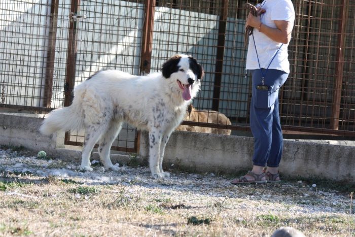 Giulio Cesare gigante buono in adozione. - media 5