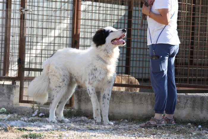 Giulio Cesare gigante buono in adozione.