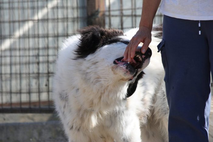 Giulio Cesare gigante buono in adozione. - media 7
