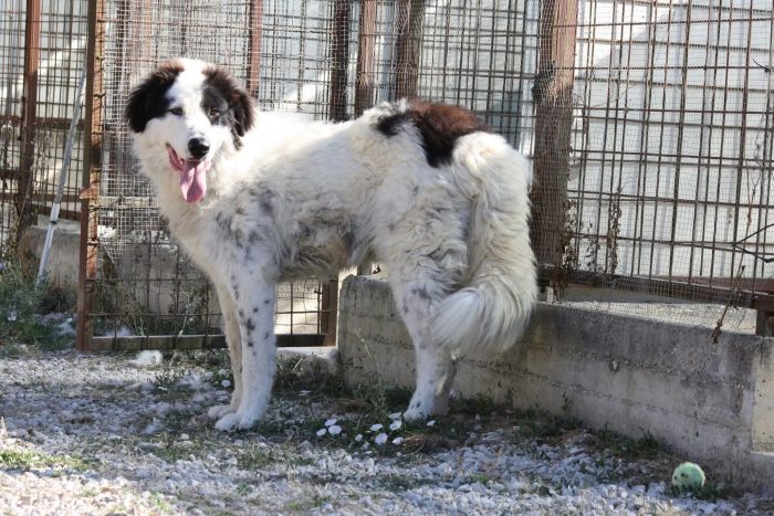 Giulio Cesare gigante buono in adozione. - media 8