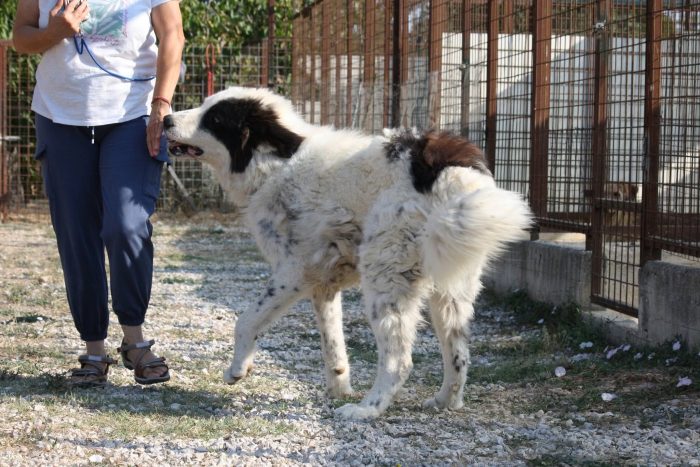 Giulio Cesare gigante buono in adozione. - media 9