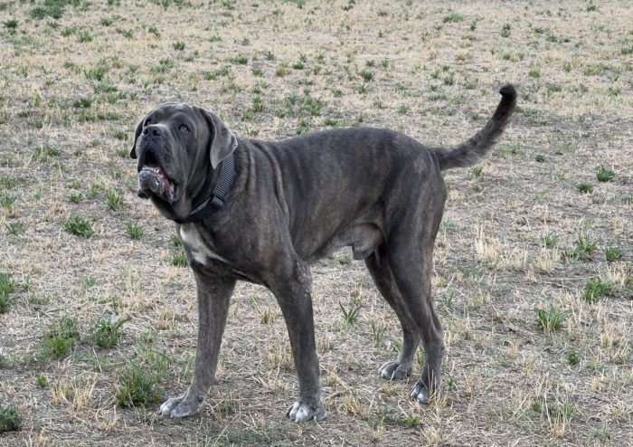 Cane corso cerca una famiglia paziente
