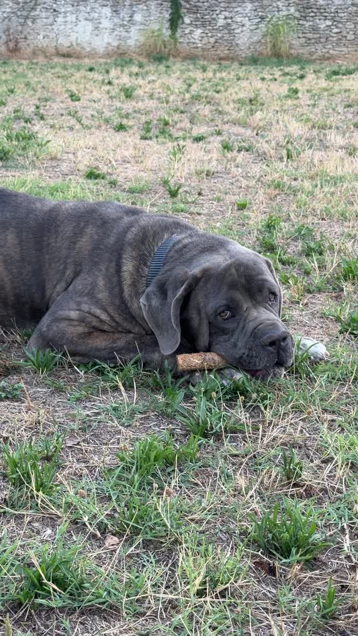 Cane corso cerca una famiglia paziente