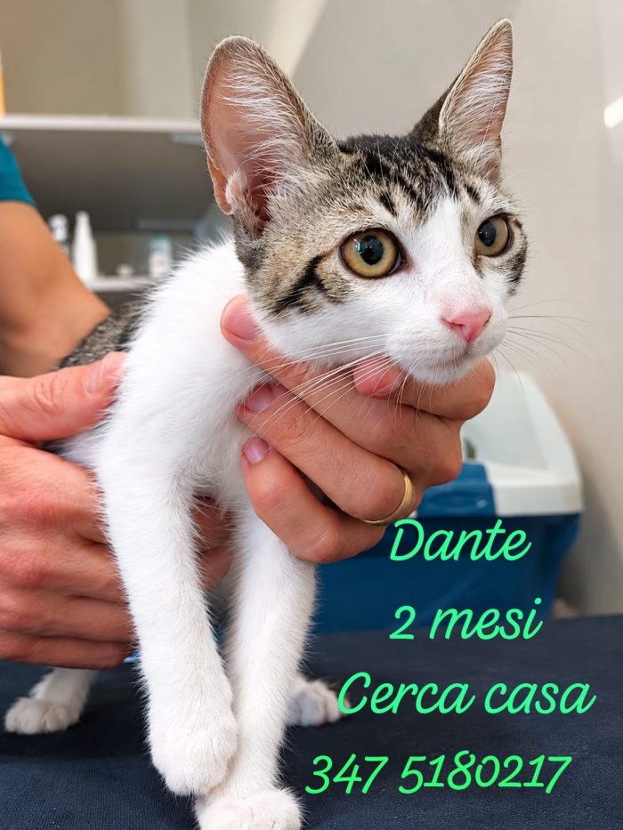4 micetti in cerca di casa, 2 mesi fine settembre