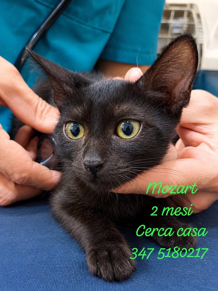 4 micetti in cerca di casa, 2 mesi fine settembre