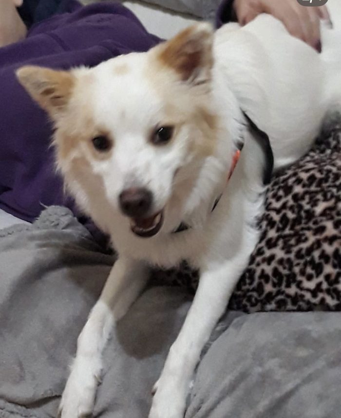 Alvin il volpino che ama i bimbi