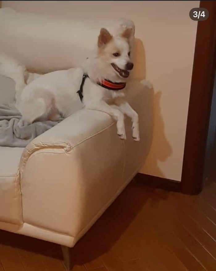 Alvin il volpino che ama i bimbi