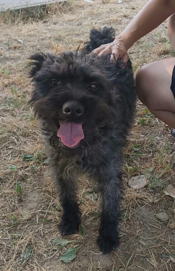 John 12/14mesi kg12 mix Lagotto salito mesi fa in stallo