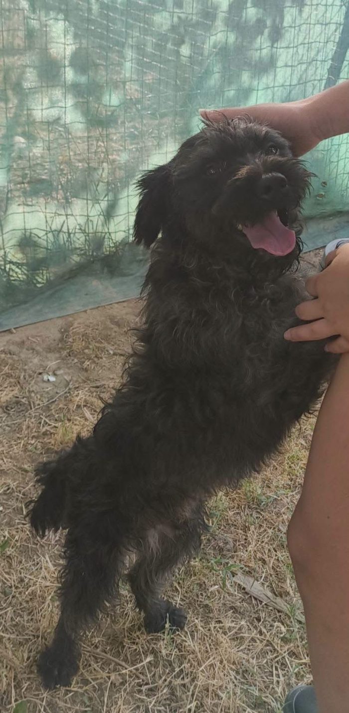 John 12/14mesi kg12 mix Lagotto salito mesi fa in stallo