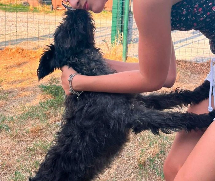 John 12/14mesi kg12 mix Lagotto salito mesi fa in stallo