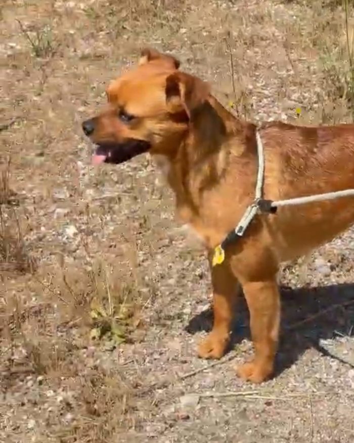 Kira 2anni color miele kg 12 salvata mesi fa.SAVONA