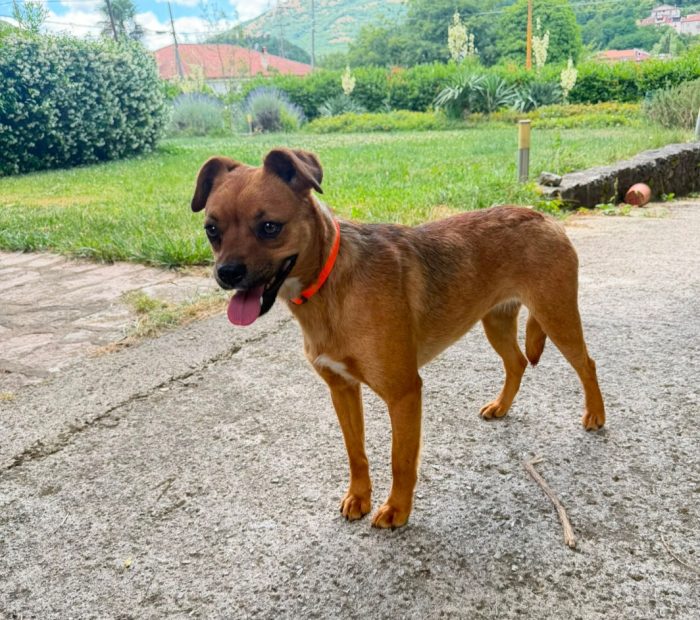 Kira 2anni color miele kg 12 salvata mesi fa.SAVONA