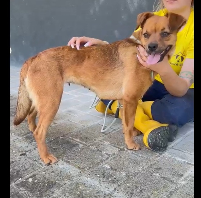 Kira 2anni color miele kg 12 salvata mesi fa.SAVONA