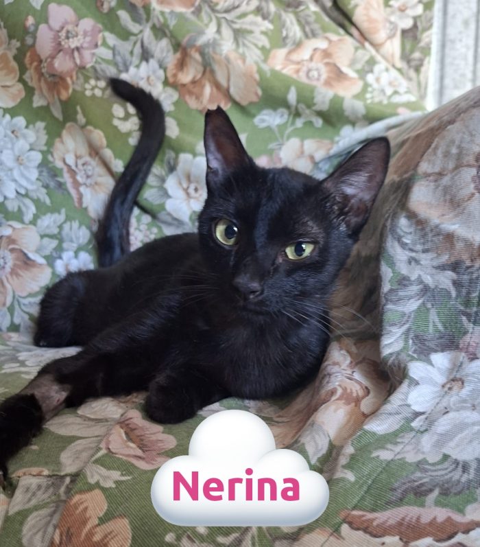 Nerina dolce gattina nera