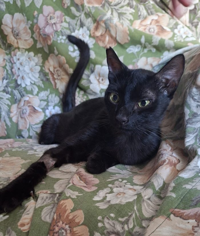 Nerina dolce gattina nera