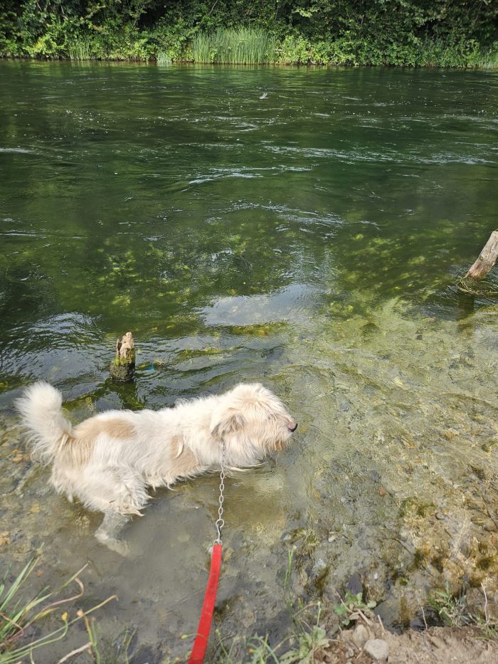 Orlando mix Spinone bello quanto sfortunato,salvato 3anni fa NOVARA - media 5