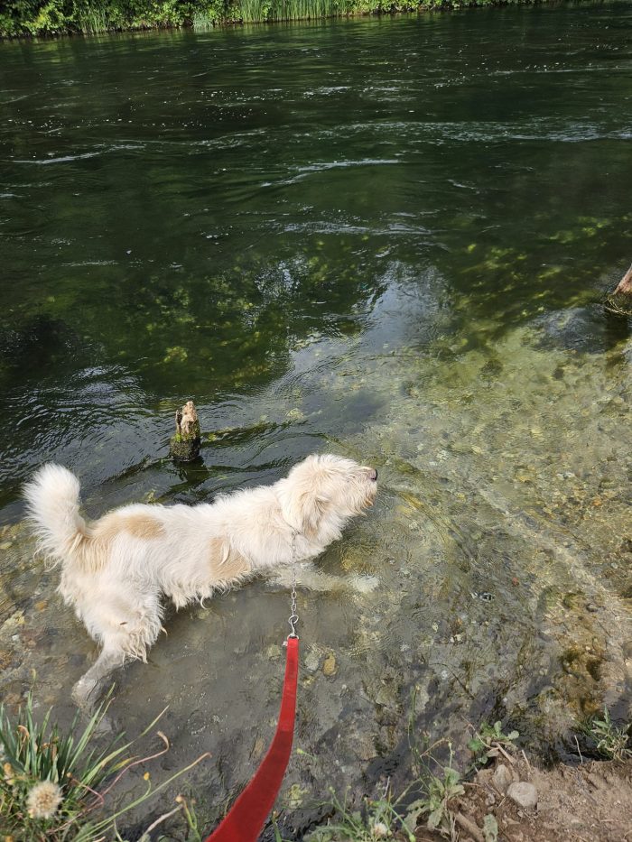 Orlando mix Spinone bello quanto sfortunato,salvato 3anni fa NOVARA - media 6