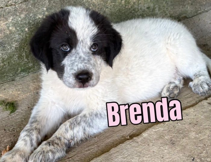 Brenda splendida cucciolotta cerca casa