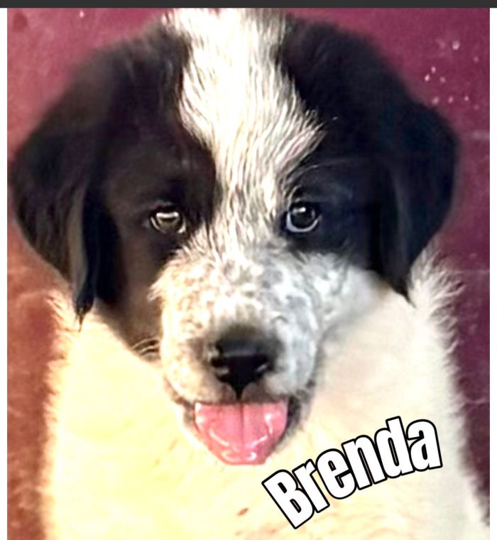 Brenda splendida cucciolotta cerca casa