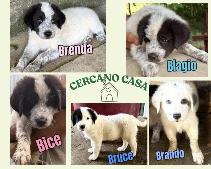 Brenda splendida cucciolotta cerca casa