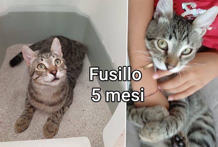 Miciottini splendidi