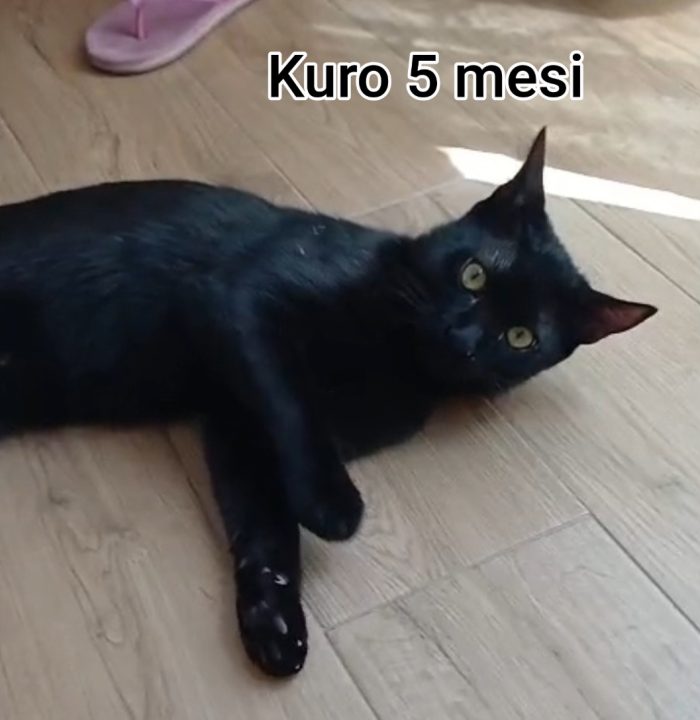 Gattini esclusi e soli
