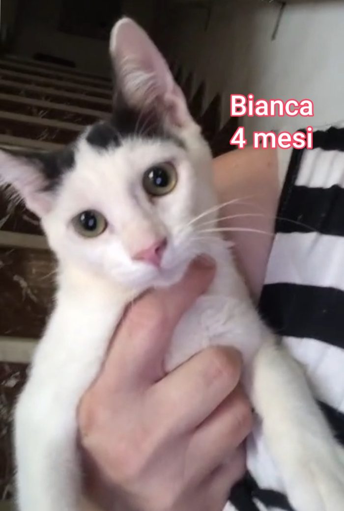 Gattini esclusi e soli