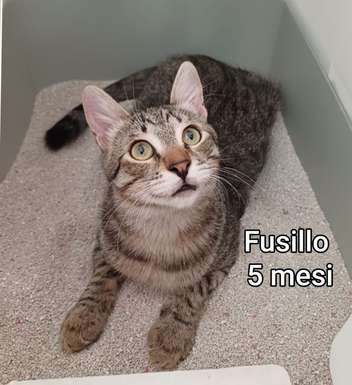 Gattini esclusi e soli - media 4