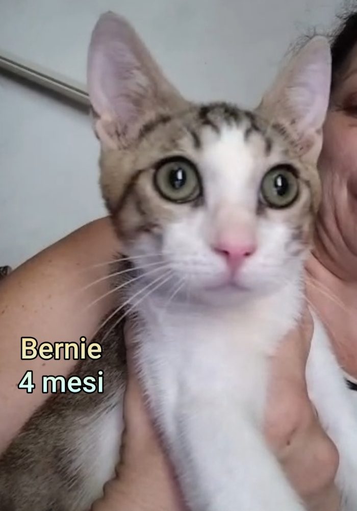 Gattini esclusi e soli