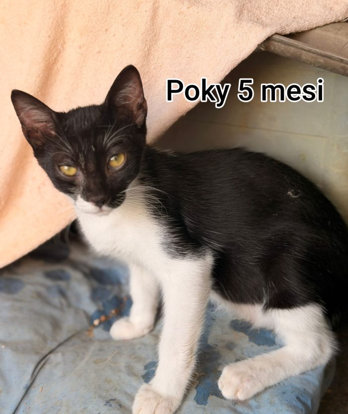Gattini esclusi e soli - media 6