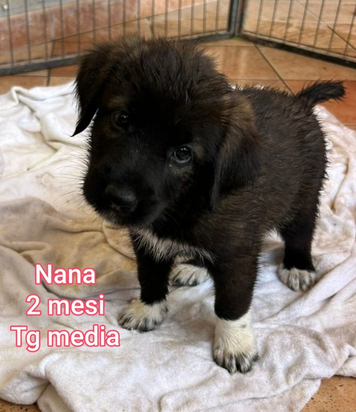 Cuccioli in cerca di casa