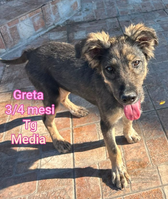 Cuccioli in cerca di casa - media 7
