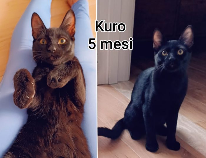 Troppi micetti soli