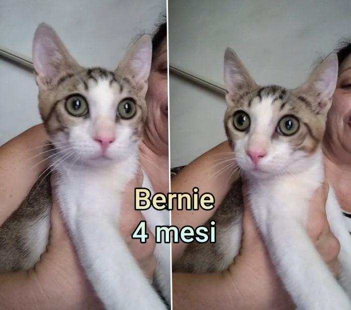 Troppi micetti soli - media 4