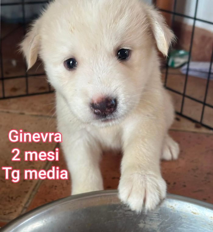 Adozioni x questi cuccioli