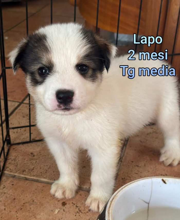 Adozioni x questi cuccioli
