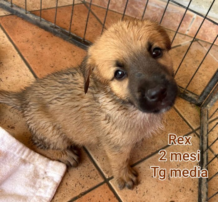 Adozioni x questi cuccioli