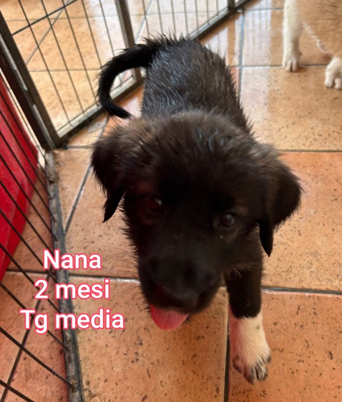 Adozioni x questi cuccioli - media 4