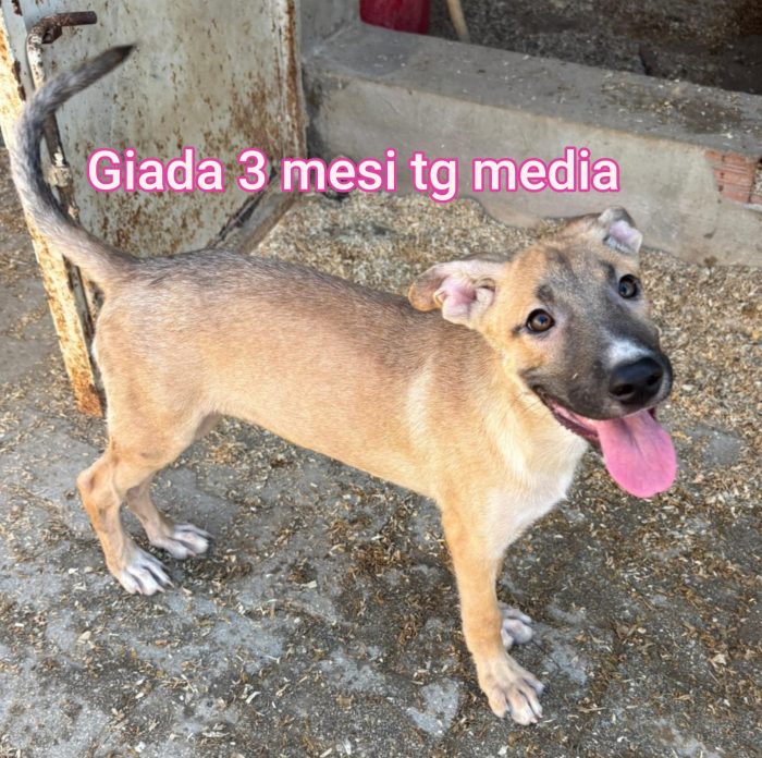 Adozioni x questi cuccioli - media 5
