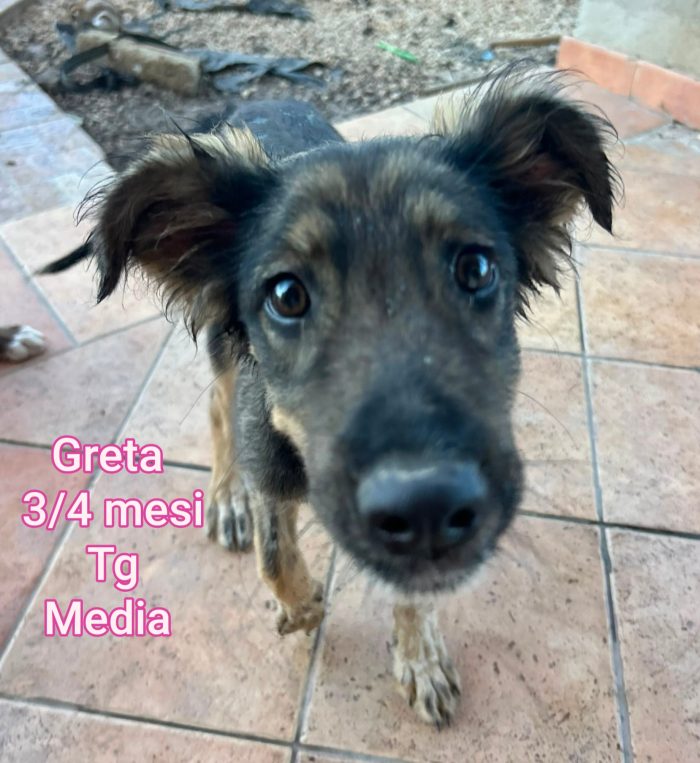 Adozioni x questi cuccioli - media 10