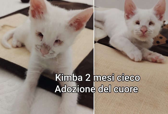 Gattini: tempo scaduto