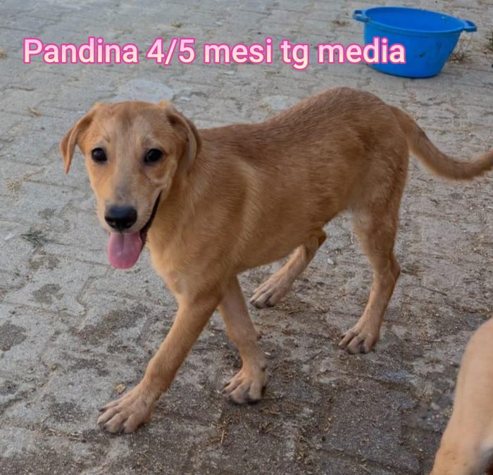 Nessuno guarda questi cuccioli